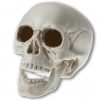 Prextex 6.5 Inch Realistic Looking Skeleton Skull For Best Halloween Decoration 5 182281452247 0