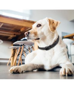 Slicemall Harmless No Bark Collar Shock Anti Bark Control Training Collars Be.. 8 182281458921 3