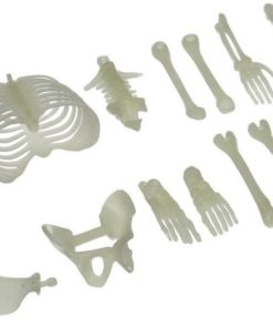 Glow In The Dark Skeleton Box Of Bones Action Figure 1-Pack