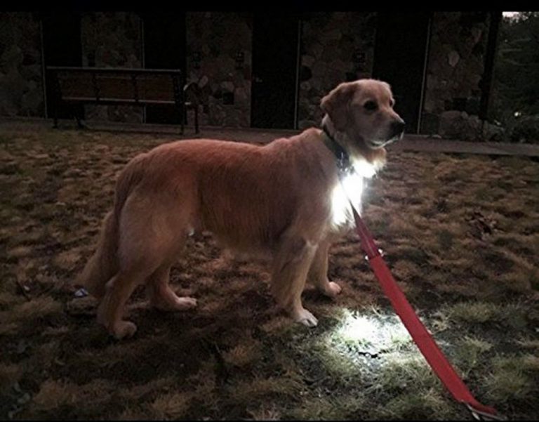 Dog Light Bubba's Leash Light Dog Collar Light - 2 Per Pack - Led Light For D..