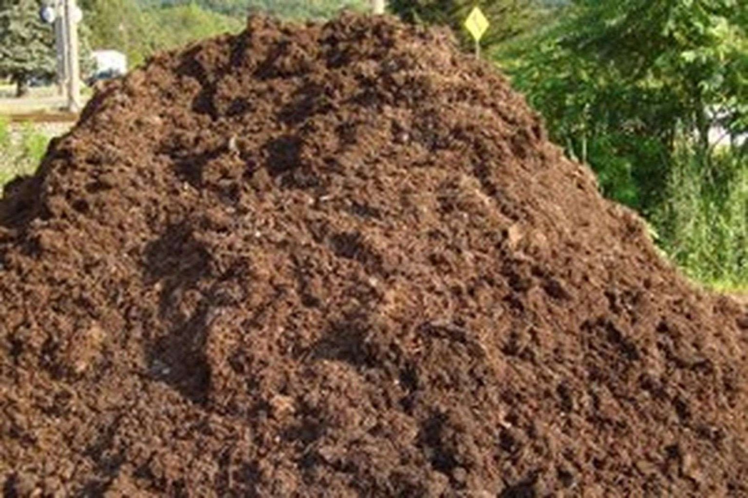 Manure Based Mushroom Substrate In Mushroom Grow Bags Swiftsly