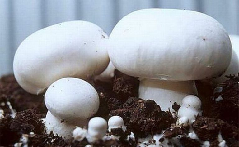 White Button Mushroom (Agaricus Bisporus) Mycelium Spores Spawn Dried Seeds