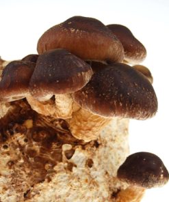 Mushroom Mojo Shiitake Mushroom Growing Kit - Indoor / Outdoor Japanese Shiit.. 9 182318814835 0 1