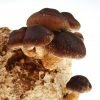 Mushroom Mojo Shiitake Mushroom Growing Kit - Indoor / Outdoor Japanese Shiit.. 2 182318814835 0