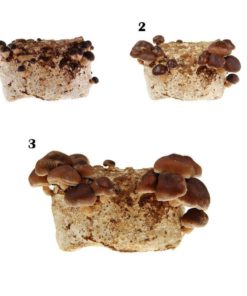 Mushroom Mojo Shiitake Mushroom Growing Kit - Indoor / Outdoor Japanese Shiit.. 8 182318814835 2