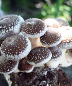 Root Mushroom Farm-Shiitake Mushroom Growing Kit 21 182318815608 0 1
