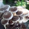 Root Mushroom Farm-Shiitake Mushroom Growing Kit