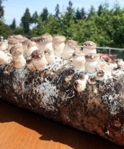 Root Mushroom Farm-Shiitake Mushroom Growing Kit 22 182318815608 1 1