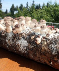 Alternative view of Root Mushroom Farm-Shiitake Mushroom Growing Kit