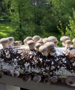 Root Mushroom Farm-Shiitake Mushroom Growing Kit 23 182318815608 2 1