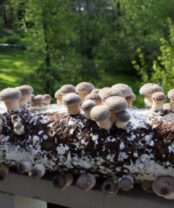 Root Mushroom Farm-Shiitake Mushroom Growing Kit 16 182318815608 2