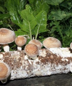 Root Mushroom Farm-Shiitake Mushroom Growing Kit 17 182318815608 3
