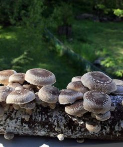 Root Mushroom Farm-Shiitake Mushroom Growing Kit 25 182318815608 4 1