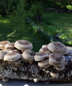 Root Mushroom Farm-Shiitake Mushroom Growing Kit 18 182318815608 4