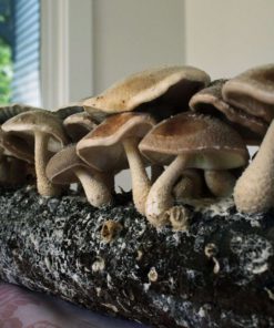 Root Mushroom Farm-Shiitake Mushroom Growing Kit 26 182318815608 5 1