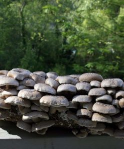 Root Mushroom Farm-Shiitake Mushroom Growing Kit 27 182318815608 6 1