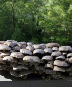 Root Mushroom Farm-Shiitake Mushroom Growing Kit 20 182318815608 6