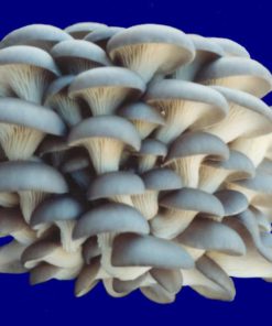 Organic Blue Oyster Mushroom Growing Kit - $32.95