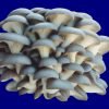 Organic Blue Oyster Mushroom Growing Kit - $19.95