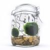 Aquatic Arts Marimo Aquarium Kit Large 3 182318817439 0