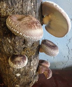 12" Shiitake Mushroom Log Grow Your Own Amazing Edible Mushrooms 7 182318825796 2 1