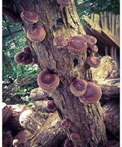 12" Shiitake Mushroom Log Grow Your Own Amazing Edible Mushrooms 8 182318825796 3 1