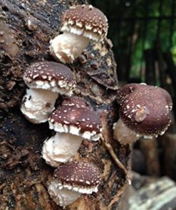 12" Shiitake Mushroom Log Grow Your Own Amazing Edible Mushrooms 9 182318825796 4 1