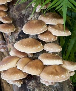 Mushroom Mojo Shiitake Mushroom Mycelium Plug Spawn - 100 Count Plugs - Grow .. 6 182318827613 0 1