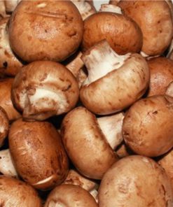 25 G Seeds Spores Royal Agaricus Bisporus Portobello Mushrooms Kit / Fungus