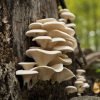 Pearl Oyster Mushroom Mycelium Plug Spawn - 100 Count - Grow Edible Gourmet &.. 16 182318832852 0