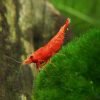 5 Live Sakura Fire Red Cherry Shrimp (Neocaridina Davidi) - Breeding Age Youn.. 7 182318833412 0