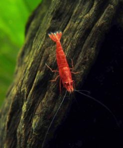 5 Live Sakura Fire Red Cherry Shrimp (Neocaridina Davidi) - Breeding Age Youn.. 11 182318833412 2