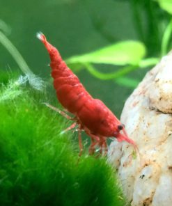 5 Live Sakura Fire Red Cherry Shrimp (Neocaridina Davidi) - Breeding Age Youn.. 12 182318833412 3