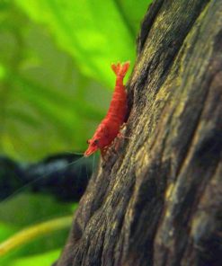 5 Live Sakura Fire Red Cherry Shrimp (Neocaridina Davidi) - Breeding Age Youn.. 13 182318833412 4