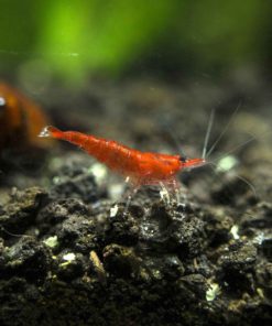 5 Live Sakura Fire Red Cherry Shrimp (Neocaridina Davidi) - Breeding Age Youn.. 14 182318833412 5
