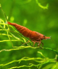 5 Live Sakura Fire Red Cherry Shrimp (Neocaridina Davidi) - Breeding Age Youn.. 15 182318833412 6