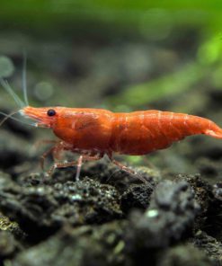 5 Live Sakura Fire Red Cherry Shrimp (Neocaridina Davidi) - Breeding Age Youn.. 16 182318833412 7