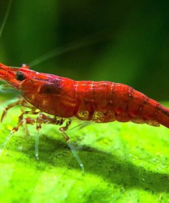 5 Live Sakura Fire Red Cherry Shrimp (Neocaridina Davidi) - Breeding Age Youn.. 17 182318833412 8