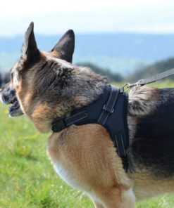 Our Legendary Dog Harness Across Usa - Leash Included - Mypetsamerica Reflect.. 17 182321268037 8