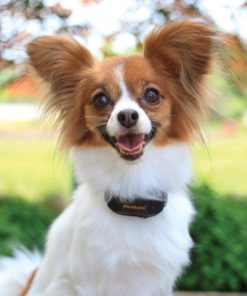 Petsafe Vibration Bark Control Collar 6 182321316668 2
