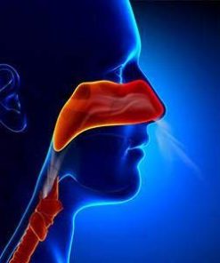 iSerra 250,000 SPU Serrapeptase Enzyme - 90 Maximum Strength Capsules - Up to 12x More Potent Than Other Serrapaptase - Delayed Release Technology - High Potency Non-GMO, Gluten Free, Vegan. 1 Pack 17 318GAiWH6oL