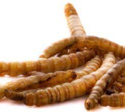 Alternative view of Chubby Mealworms 5lbs Dried Mealworms