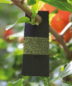 Bug Sales Green Lacewing Eggs on Hanging Card - 1000 Count 7 4163W0rjVeL