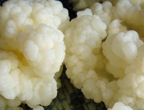 thumbnail image 2 of Live Milk Kefir Grains - 1 Tsp Probiotic Enriched Culture With Instructions 2 of 11