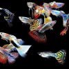 WorldwideTropicals Live Freshwater Aquarium Fish - (5) 5-Pack of Mixed Color Male Guppies - 5 of Mixed Color Male Guppies - by Live Tropical Fish - Great For Aquariums - Populate Your Fish Tank! 5 514cO56U2KL