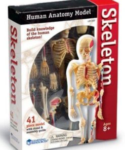 Alternative view of Learning Resources Skeleton Model, Miniature Model, Easy to Manipulate, 41-Piece Model, Ages 8+