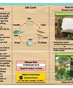 Bug Sales Green Lacewing Eggs on Hanging Card - 1000 Count 6 51NTlOH5TEL 2