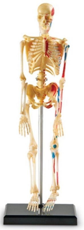 Learning Resources Skeleton Model, Miniature Model, Easy to Manipulate, 41-Piece Model, Ages 8+