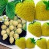 Yellow Wonder Alpine Strawberry 10 Seeds 2 51ftYlbGIPL