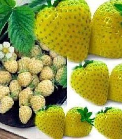 Yellow Wonder Alpine Strawberry 10 Seeds